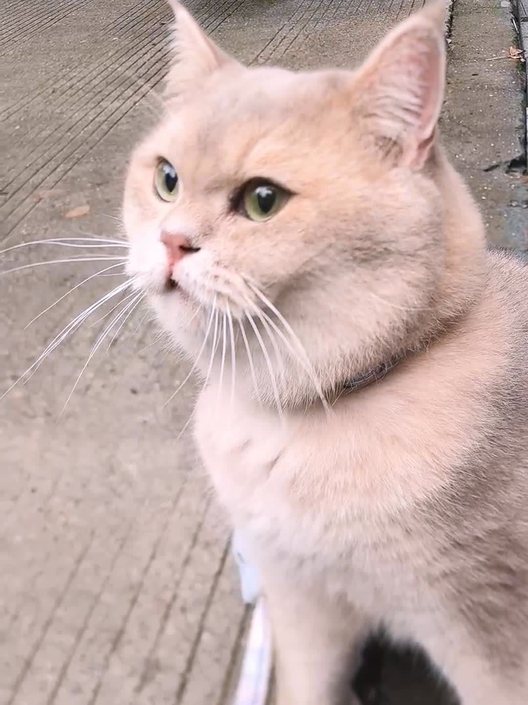 当我把猫借给粉丝寻宝！萌宠出道计划招财猫寻宝-2345少年版